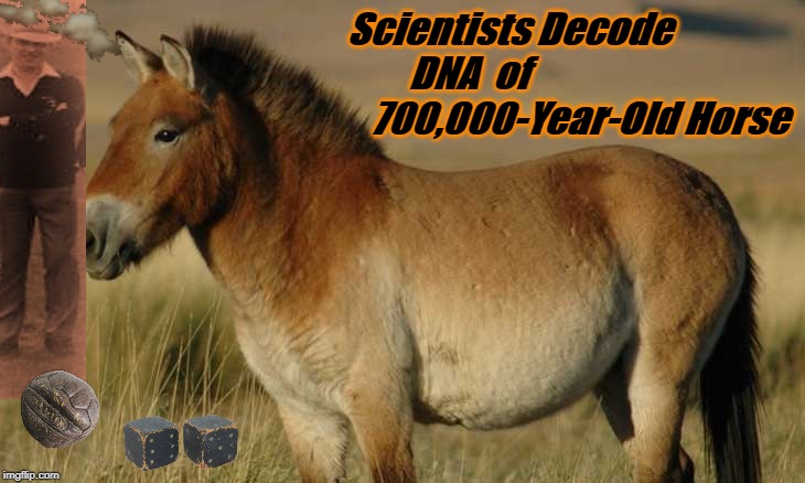 Qld horse | Scientists Decode DNA  of                               700,000-Year-Old Horse | image tagged in qld horse | made w/ Imgflip meme maker