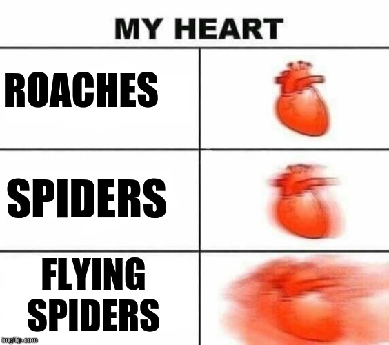 things you don't want to see in your rom | ROACHES; SPIDERS; FLYING SPIDERS | image tagged in my heart blank | made w/ Imgflip meme maker