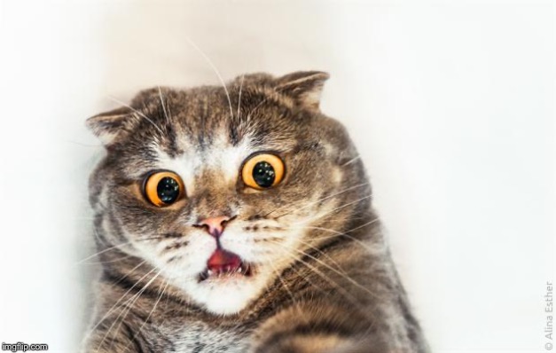 horrified cat | image tagged in horrified cat | made w/ Imgflip meme maker