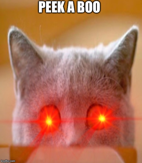 PEEK A BOO | image tagged in cats,funny,creepy | made w/ Imgflip meme maker