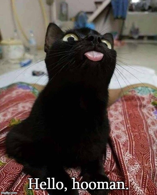 BLACK CAT TONGUE | Hello, hooman. | image tagged in black cat tongue | made w/ Imgflip meme maker