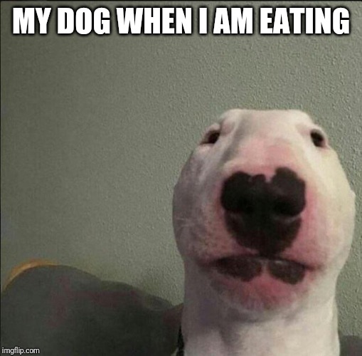 Staring Forward Dog | MY DOG WHEN I AM EATING | image tagged in staring forward dog | made w/ Imgflip meme maker