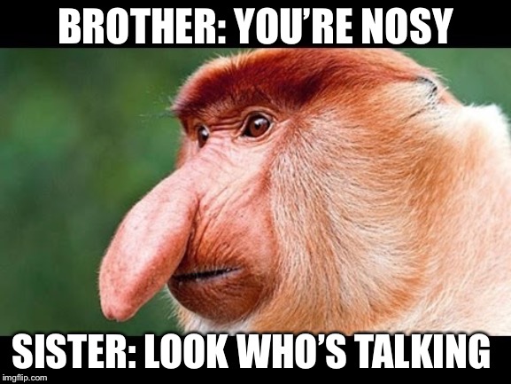 Big Nose Monkey | BROTHER: YOU’RE NOSY; SISTER: LOOK WHO’S TALKING | image tagged in big nose monkey | made w/ Imgflip meme maker