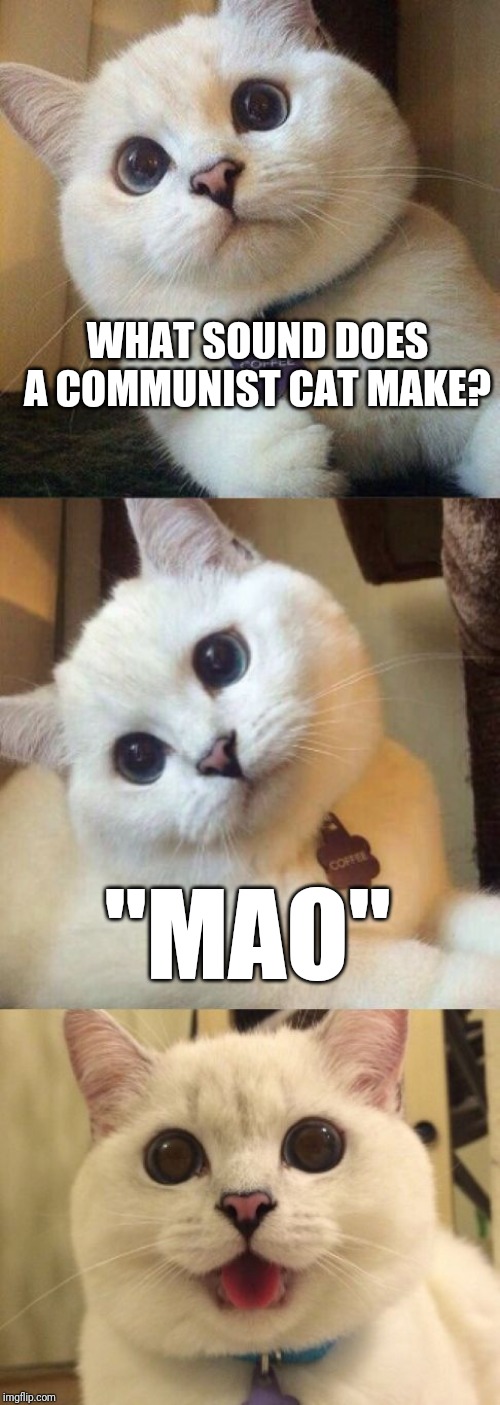 Funny cat. | WHAT SOUND DOES A COMMUNIST CAT MAKE? "MAO" | image tagged in bad pun cat,mao zedong,communism,communist | made w/ Imgflip meme maker