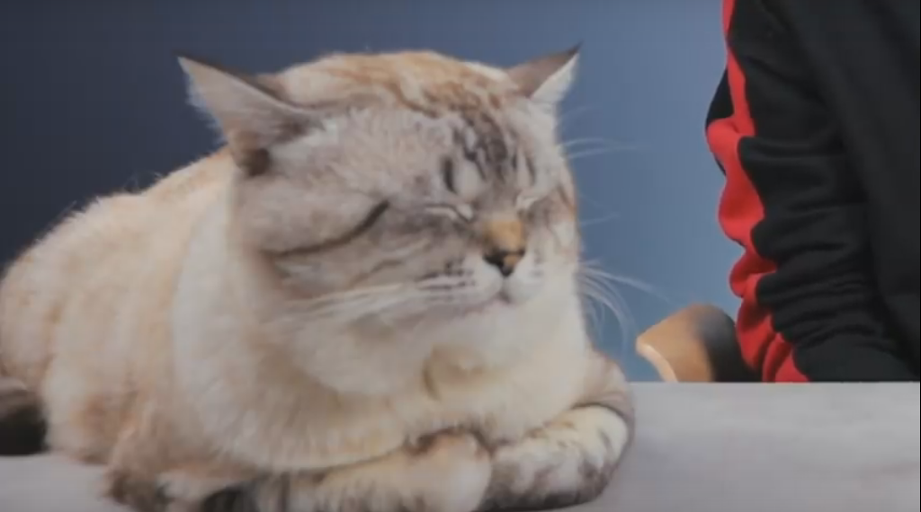 MEOW CAT Blank Meme Template