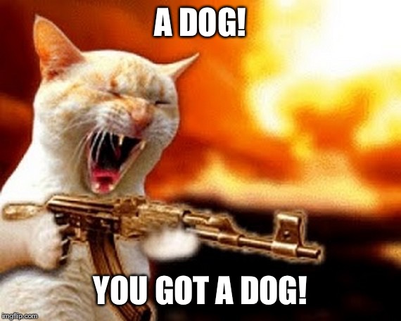 machine gun cat | A DOG! YOU GOT A DOG! | image tagged in machine gun cat | made w/ Imgflip meme maker