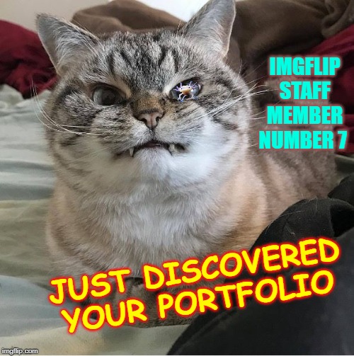 Wut Kitty | IMGFLIP STAFF MEMBER NUMBER 7; JUST DISCOVERED YOUR PORTFOLIO | image tagged in wut kitty | made w/ Imgflip meme maker