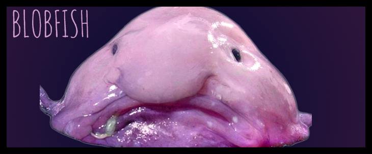 Blob fish #blob #blobfish #fish #meme #notfunny #random