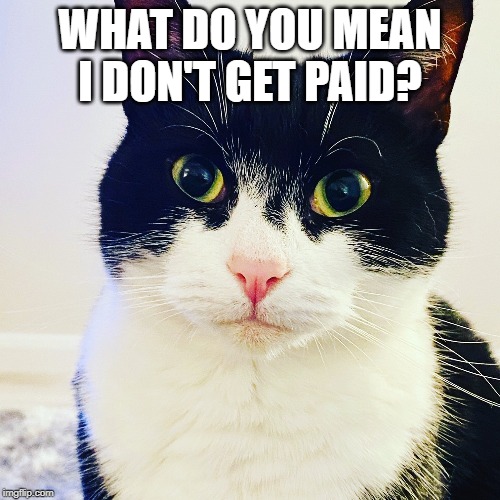 What? | WHAT DO YOU MEAN I DON'T GET PAID? | image tagged in what | made w/ Imgflip meme maker