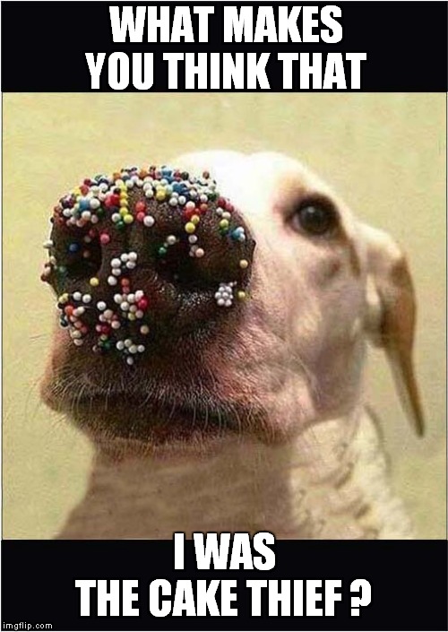 Ahh ... Sprinkles ! | WHAT MAKES YOU THINK THAT; I WAS THE CAKE THIEF ? | image tagged in fun,dogs,cake | made w/ Imgflip meme maker