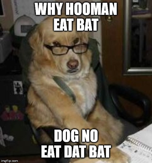 smart dog | WHY HOOMAN
EAT BAT; DOG NO
EAT DAT BAT | image tagged in smart dog | made w/ Imgflip meme maker