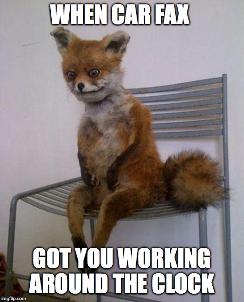 Tired fox | WHEN CAR FAX; GOT YOU WORKING AROUND THE CLOCK | image tagged in tired fox | made w/ Imgflip meme maker