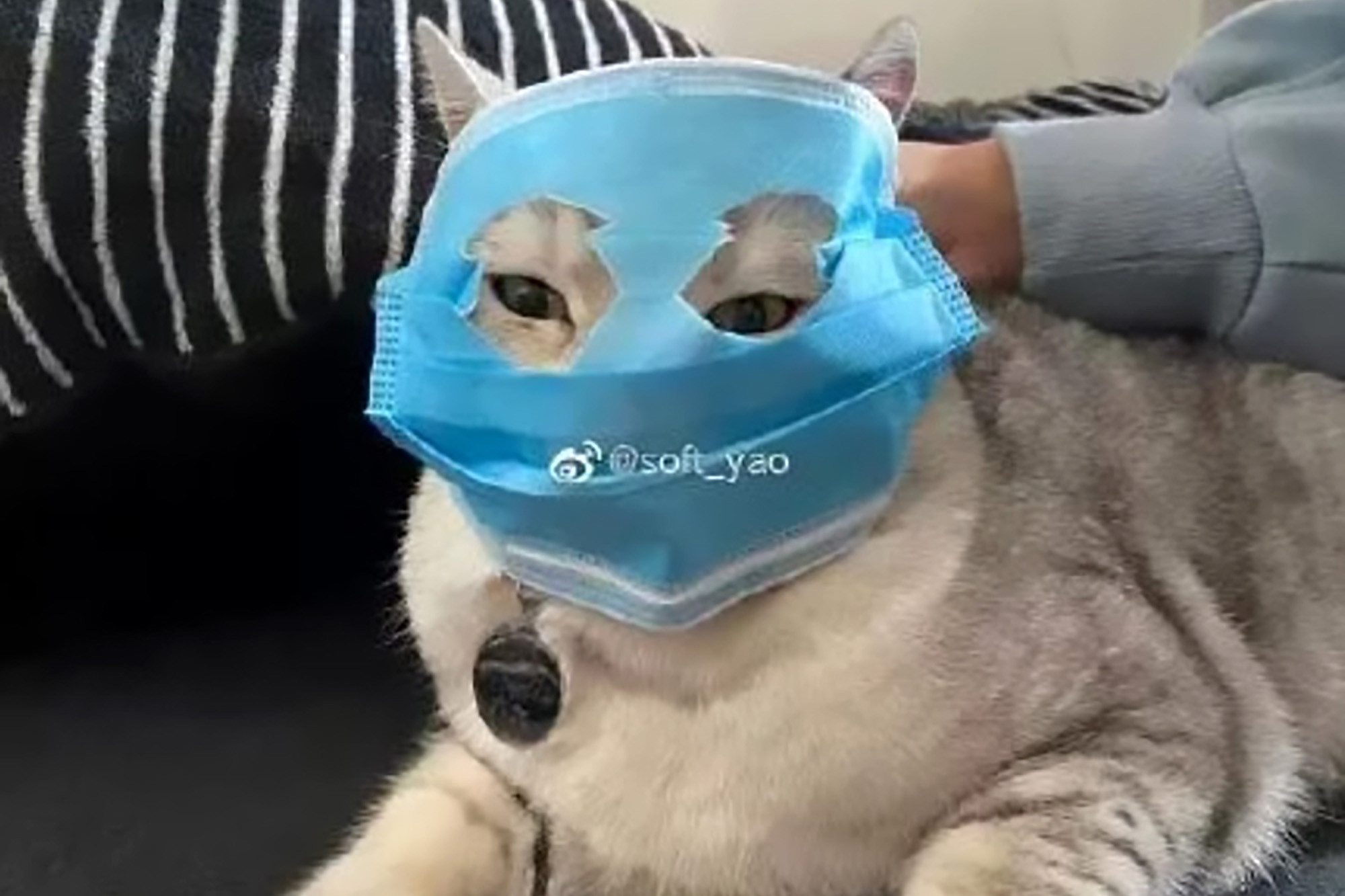 Coronavirus Cat Blank Meme Template