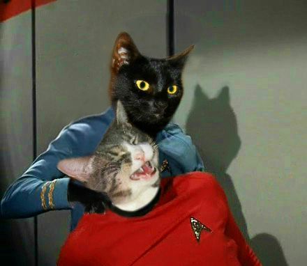 Vulcan Cat Pinch Blank Meme Template