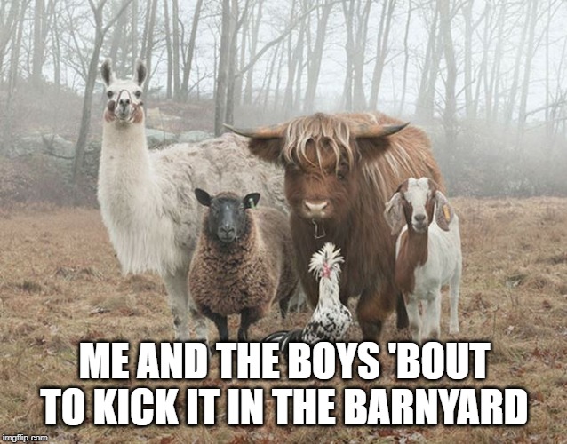 Party in the Pen | ME AND THE BOYS 'BOUT TO KICK IT IN THE BARNYARD | image tagged in funny animals | made w/ Imgflip meme maker