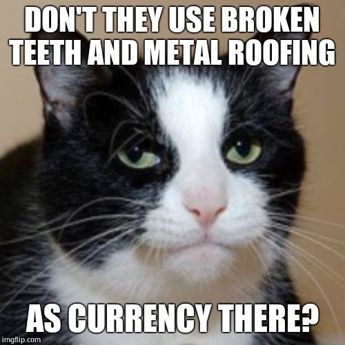 Too much cat | DON'T THEY USE BROKEN TEETH AND METAL ROOFING AS CURRENCY THERE? | image tagged in too much cat | made w/ Imgflip meme maker