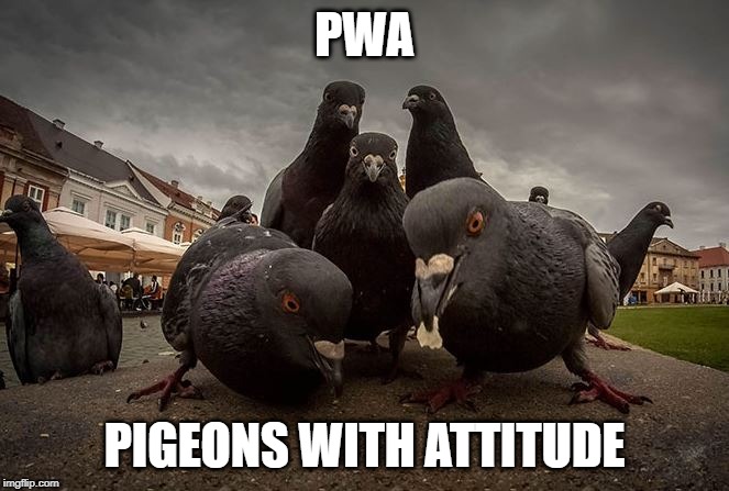 Straight Outta Pigeonton | PWA; PIGEONS WITH ATTITUDE | image tagged in funny birds | made w/ Imgflip meme maker