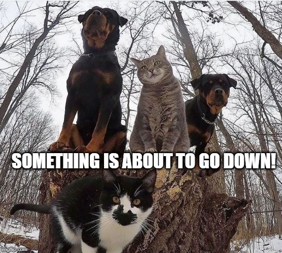 Dogs n Cats Together? | SOMETHING IS ABOUT TO GO DOWN! | image tagged in funny animals | made w/ Imgflip meme maker