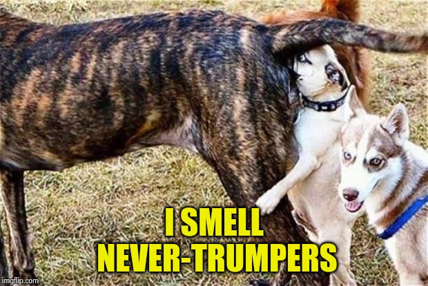 Never-Trumpers , like cockroaches , will survive the Nuclear Apocalypse they cause to get President Trump | I SMELL
 NEVER-TRUMPERS | image tagged in butt sniff,nevertrump,morons,lives matter,see no one cares,get it | made w/ Imgflip meme maker