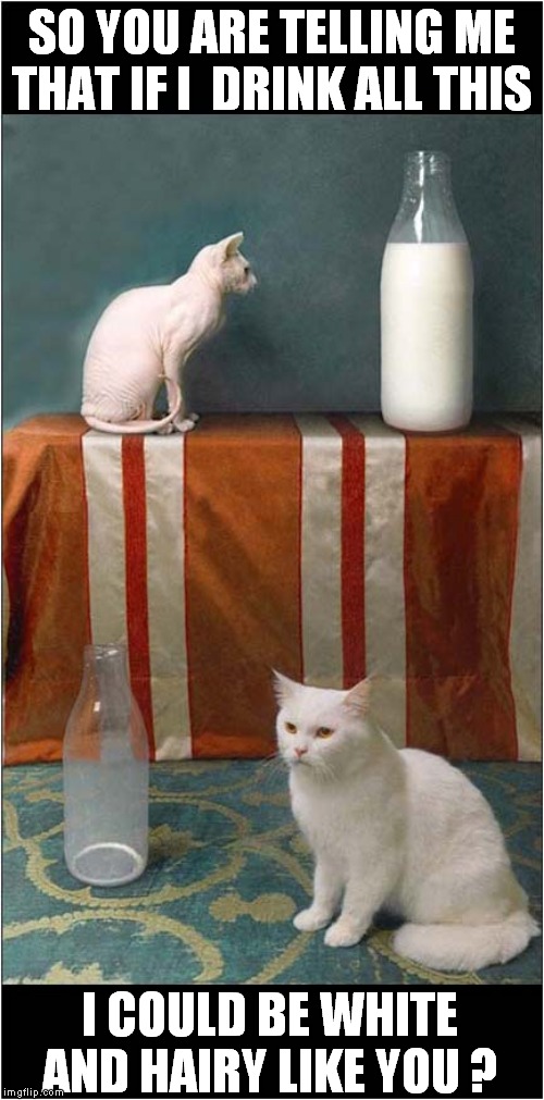 White and Hairy Dream | SO YOU ARE TELLING ME THAT IF I  DRINK ALL THIS; I COULD BE WHITE AND HAIRY LIKE YOU ? | image tagged in cats,milk,hairless,hairy | made w/ Imgflip meme maker