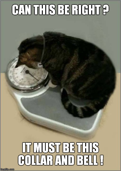Cat In Denial | CAN THIS BE RIGHT ? IT MUST BE THIS COLLAR AND BELL ! | image tagged in cats,fat cats,scales | made w/ Imgflip meme maker