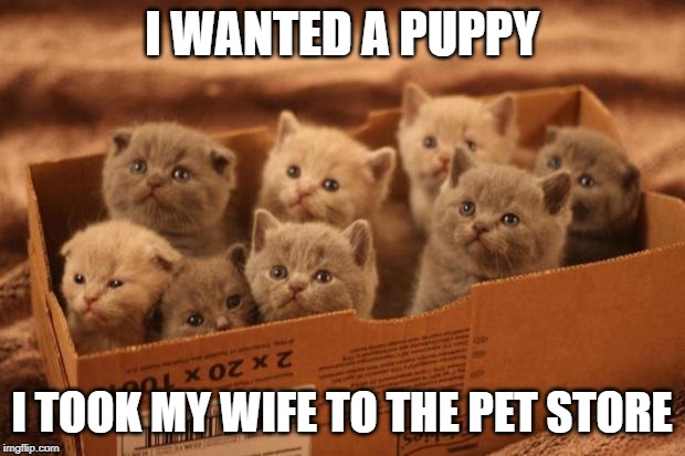 box o kittens | I WANTED A PUPPY; I TOOK MY WIFE TO THE PET STORE | image tagged in box o kittens | made w/ Imgflip meme maker