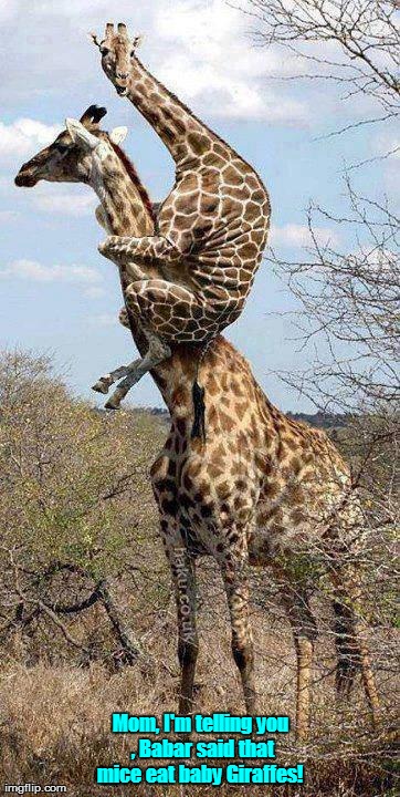 image tagged in funny,giraffes,animals | made w/ Imgflip meme maker