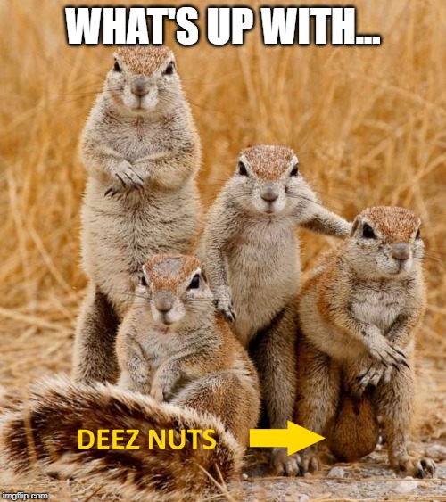 Deez Nuts | WHAT'S UP WITH... | image tagged in deez nuts,squirrel | made w/ Imgflip meme maker