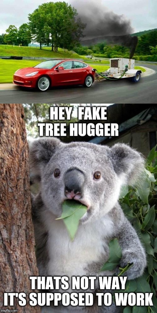 Tree hugger fail | image tagged in surprised koala | made w/ Imgflip meme maker