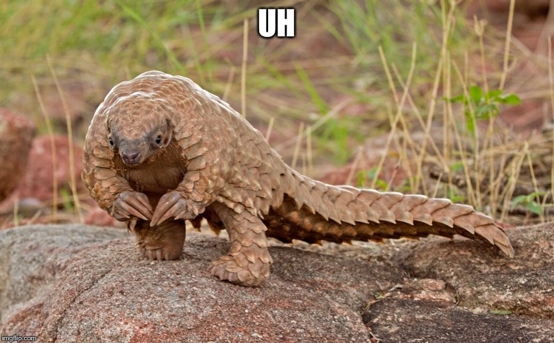 ummm pangolin | UH | image tagged in ummm pangolin | made w/ Imgflip meme maker