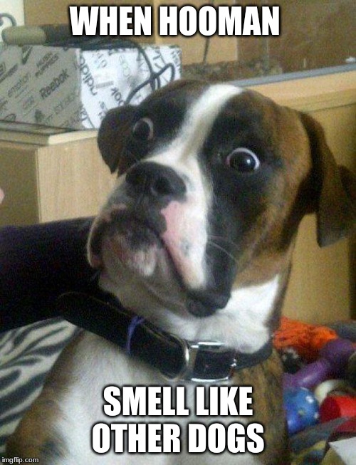 Blankie the Shocked Dog | WHEN HOOMAN; SMELL LIKE OTHER DOGS | image tagged in blankie the shocked dog | made w/ Imgflip meme maker