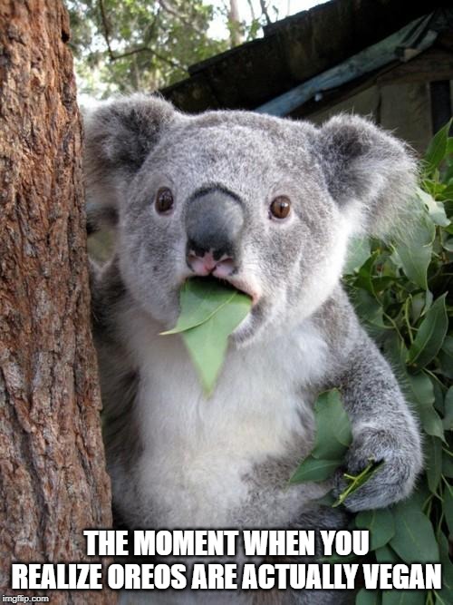 Surprised Koala | THE MOMENT WHEN YOU REALIZE OREOS ARE ACTUALLY VEGAN | image tagged in memes,surprised koala | made w/ Imgflip meme maker