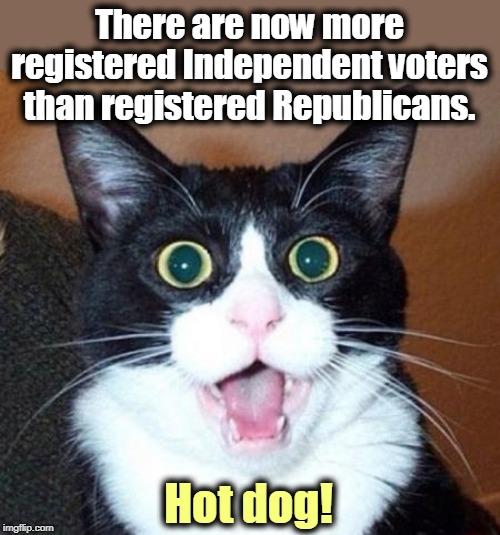 That man Trump has done wonders for the Republican Party. People can't stand that man. | There are now more registered Independent voters than registered Republicans. Hot dog! | image tagged in surprised cat lol,trump,independent,republican,shrinkage,melting | made w/ Imgflip meme maker