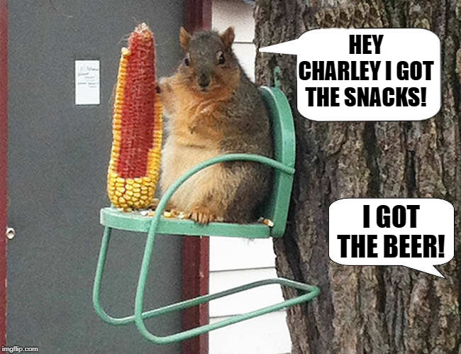 squirrel talk | HEY CHARLEY I GOT THE SNACKS! I GOT THE BEER! | image tagged in squirrel,corn,beer | made w/ Imgflip meme maker