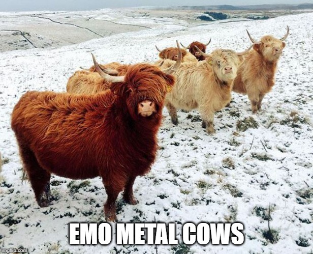 They're Ready to Rock | EMO METAL COWS | image tagged in funny animals | made w/ Imgflip meme maker