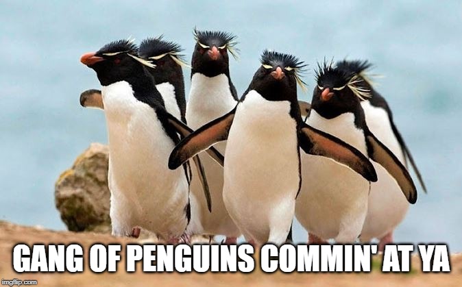 Penguins | GANG OF PENGUINS COMMIN' AT YA | image tagged in animals | made w/ Imgflip meme maker