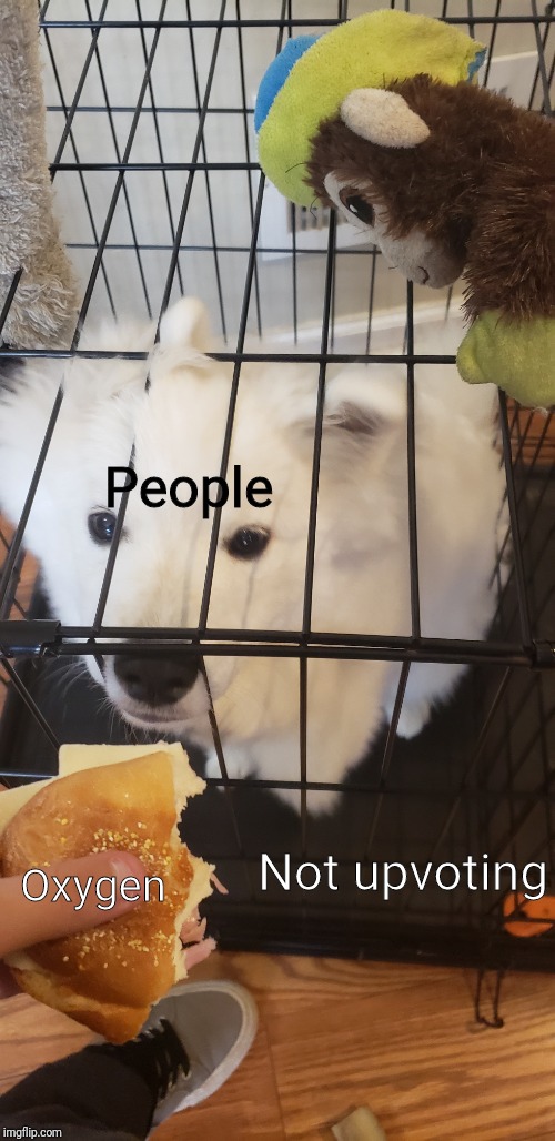 Dog wants sub | People Oxygen Not upvoting | image tagged in dog wants sub | made w/ Imgflip meme maker