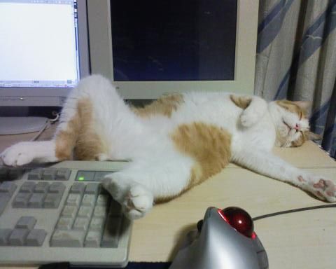 sleeping office cat Blank Meme Template