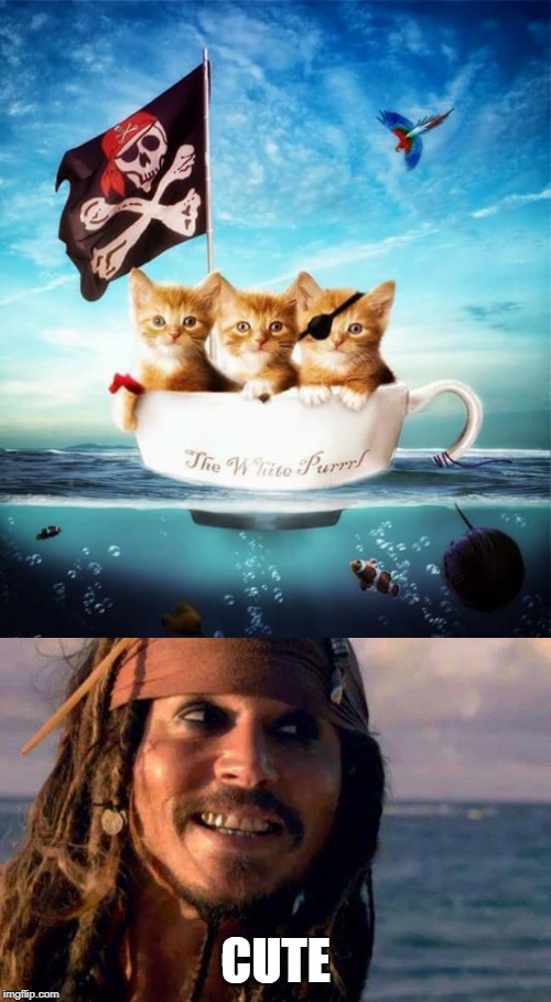 THE WHITE PURRRL | CUTE | image tagged in memes,cats,jack sparrow,pirate,kitten | made w/ Imgflip meme maker