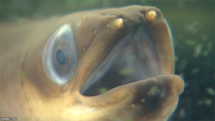 No caption needed. | image tagged in yes this is an eel,sadly i am only an eel,bad joke eel,its an eel,to the eels,happy ass eel | made w/ Imgflip meme maker