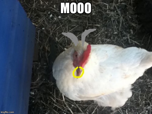 Angry Chicken Boss Meme | MOOO | image tagged in memes,angry chicken boss | made w/ Imgflip meme maker