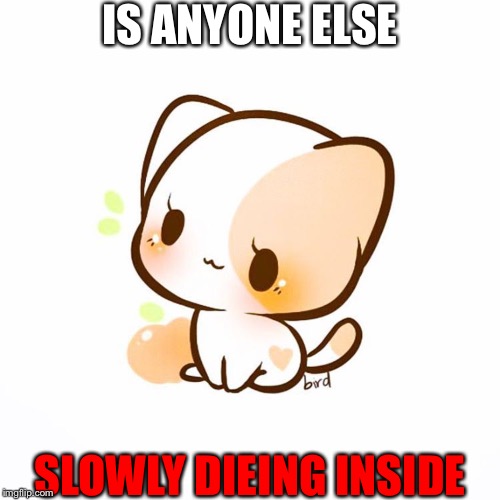 Apple cat | IS ANYONE ELSE; SLOWLY DIEING INSIDE | image tagged in cat,meme | made w/ Imgflip meme maker