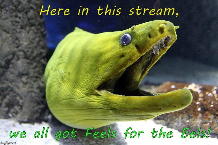 Here in this stream, we all got Feels for the Eels! | image tagged in bad joke eel,eels,feels | made w/ Imgflip meme maker