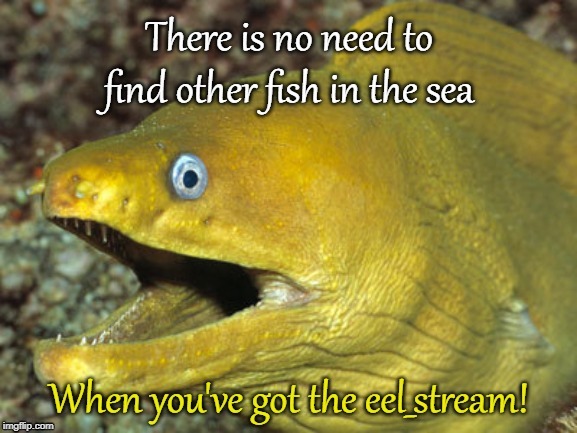 eel_stream! | image tagged in bad joke eel,eels,feels | made w/ Imgflip meme maker
