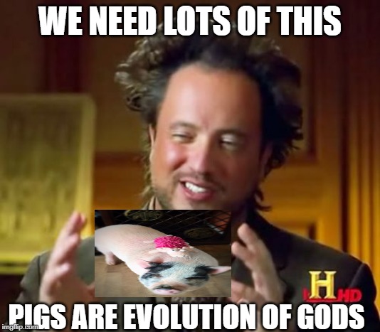 Ancient Aliens | WE NEED LOTS OF THIS; PIGS ARE EVOLUTION OF GODS | image tagged in memes,ancient aliens | made w/ Imgflip meme maker