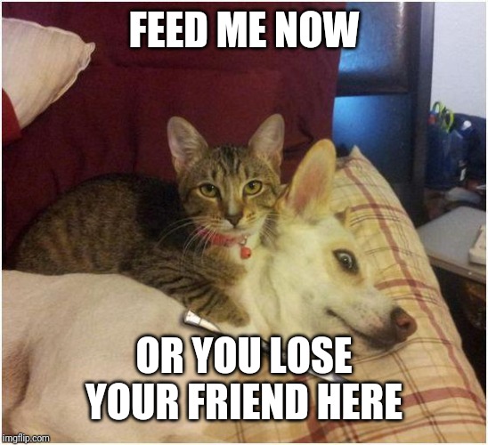 Warning killer cat | FEED ME NOW; OR YOU LOSE YOUR FRIEND HERE | image tagged in warning killer cat | made w/ Imgflip meme maker