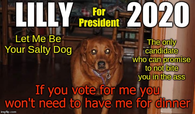  LILLY          2020; For President; The only candidate who can promise to not bite you in the ass; Let Me Be Your Salty Dog; If you vote for me you won't need to have me for dinner | image tagged in president,election 2020 | made w/ Imgflip meme maker