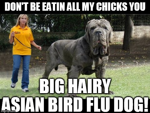 MY  HOUSE, MY YARD, MY CHICKS,  MY RULES! | DON'T BE EATIN ALL MY CHICKS YOU; BIG HAIRY ASIAN BIRD FLU DOG! | image tagged in big dog,if you cant run with em stay on the porch | made w/ Imgflip meme maker