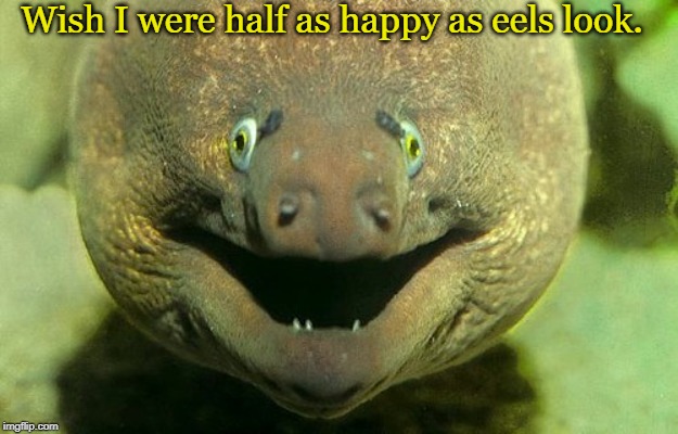 They look so happy, unlike me... *sigh* | Wish I were half as happy as eels look. | image tagged in bad joke eel,eels,feels,happy | made w/ Imgflip meme maker