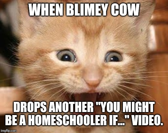 Excited Cat Meme | WHEN BLIMEY COW; DROPS ANOTHER "YOU MIGHT BE A HOMESCHOOLER IF..." VIDEO. | image tagged in memes,excited cat | made w/ Imgflip meme maker